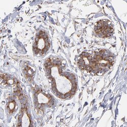 Invitrogen RPL9 Polyclonal Antibody 100 &mu;L; Unconjugated:Antibodies,