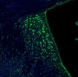 Invitrogen RPL9 Polyclonal Antibody 100 &mu;L; Unconjugated:Antibodies,