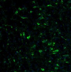 Invitrogen RPL9 Polyclonal Antibody 100 &mu;L; Unconjugated:Antibodies,
