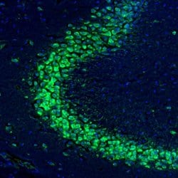 Invitrogen RPL9 Polyclonal Antibody 100 &mu;L; Unconjugated:Antibodies,