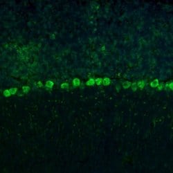 Invitrogen RPL9 Polyclonal Antibody 100 &mu;L; Unconjugated:Antibodies,