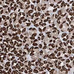 Invitrogen XKR3 Polyclonal Antibody 100 &mu;L; Unconjugated:Antibodies,