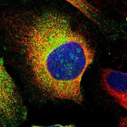 Invitrogen PCNXL4 Polyclonal Antibody 100 &mu;L; Unconjugated:Antibodies,