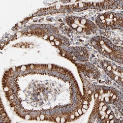 Invitrogen PCNXL4 Polyclonal Antibody 100 &mu;L; Unconjugated:Antibodies,