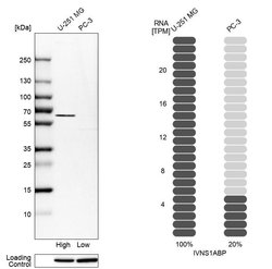 Invitrogen IVNS1ABP Polyclonal Antibody 100 &mu;L; Unconjugated:Antibodies,