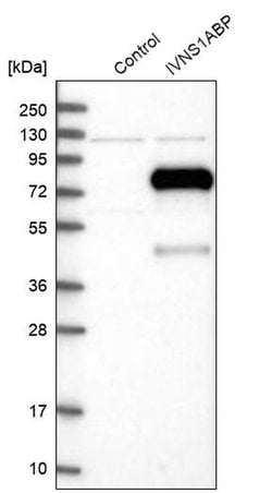 Invitrogen IVNS1ABP Polyclonal Antibody 100 &mu;L; Unconjugated:Antibodies,