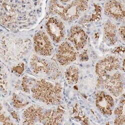 Invitrogen tPA Polyclonal Antibody 100 &mu;L; Unconjugated:Antibodies,