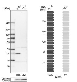 Invitrogen RAB5C Polyclonal Antibody 100 &mu;L; Unconjugated:Antibodies,