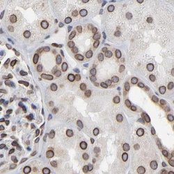 Invitrogen Nesprin 2 Polyclonal Antibody 100 &mu;L; Unconjugated:Antibodies,