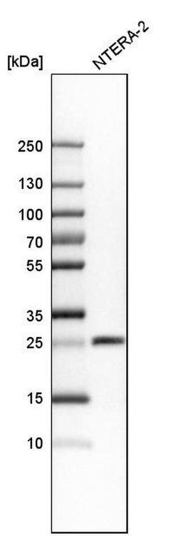 Invitrogen SNRPB Polyclonal Antibody 100 &mu;L; Unconjugated:Antibodies,