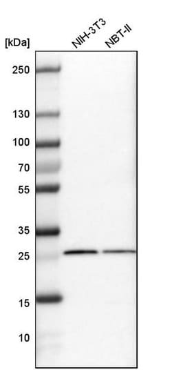 Invitrogen SNRPB Polyclonal Antibody 100 &mu;L; Unconjugated:Antibodies,