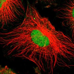 Invitrogen ZNF192 Polyclonal Antibody 100 &mu;L; Unconjugated:Antibodies,