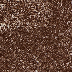 Invitrogen HMGB2 Polyclonal Antibody 100 &mu;L; Unconjugated:Antibodies,