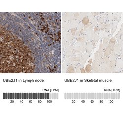 Invitrogen UBE2J1 Polyclonal Antibody 100 &mu;L; Unconjugated:Antibodies,