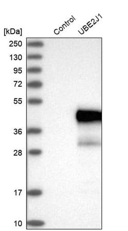 Invitrogen UBE2J1 Polyclonal Antibody 100 &mu;L; Unconjugated:Antibodies,