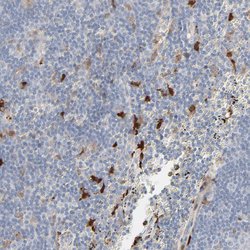 Invitrogen Galectin 2 Polyclonal Antibody 100 &mu;L; Unconjugated:Antibodies,