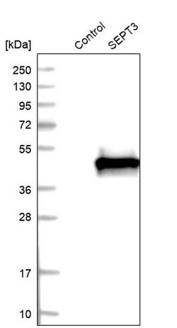 Invitrogen Septin 3 Polyclonal Antibody 100 &mu;L; Unconjugated:Antibodies,