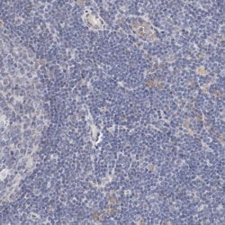 Invitrogen MAGED4 Polyclonal Antibody 100 &mu;L; Unconjugated:Antibodies,