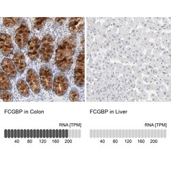 Invitrogen FCGBP Polyclonal Antibody 100 &mu;L; Unconjugated:Antibodies,