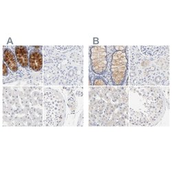 Invitrogen FCGBP Polyclonal Antibody 100 &mu;L; Unconjugated:Antibodies,