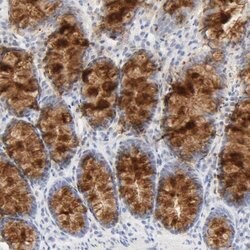 Invitrogen FCGBP Polyclonal Antibody 100 &mu;L; Unconjugated:Antibodies,