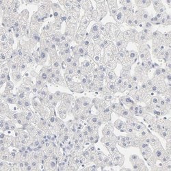 Invitrogen FCGBP Polyclonal Antibody 100 &mu;L; Unconjugated:Antibodies,
