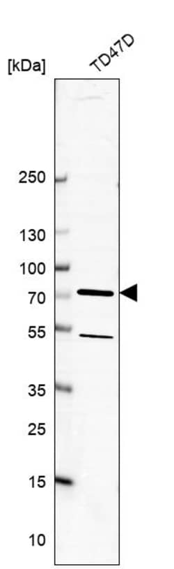 Invitrogen SCFD1 Polyclonal Antibody 100 &mu;L | Buy Online | Invitrogen&trade; | Fisher Scientific