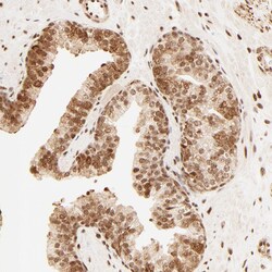 Invitrogen FAM50A Polyclonal Antibody 100 &mu;L; Unconjugated:Antibodies,