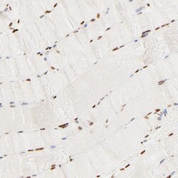 Invitrogen FAM50A Polyclonal Antibody 100 &mu;L; Unconjugated:Antibodies,