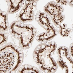 Invitrogen FAM50A Polyclonal Antibody 100 &mu;L; Unconjugated:Antibodies,