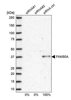 Invitrogen FAM50A Polyclonal Antibody 100 &mu;L; Unconjugated:Antibodies,