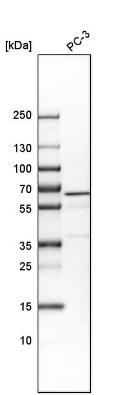 Invitrogen VIPAS39 Polyclonal Antibody 100 &mu;L; Unconjugated:Antibodies,