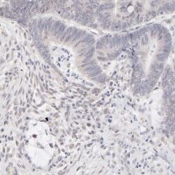 Invitrogen RBM3 Polyclonal Antibody 100 &mu;L; Unconjugated:Antibodies,