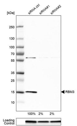 Invitrogen RBM3 Polyclonal Antibody 100 &mu;L; Unconjugated:Antibodies,