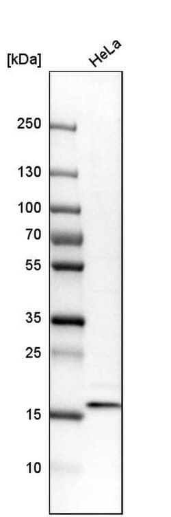 Invitrogen RBM3 Polyclonal Antibody 100 &mu;L; Unconjugated:Antibodies,