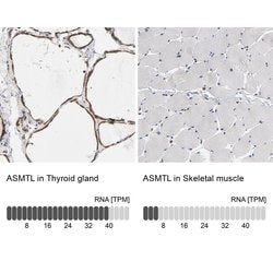 Invitrogen ASMTL Polyclonal Antibody 100 &mu;L; Unconjugated:Antibodies,