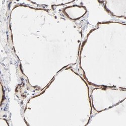 Invitrogen ASMTL Polyclonal Antibody 100 &mu;L; Unconjugated:Antibodies,