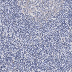 Invitrogen GPR143 Polyclonal Antibody 100 &mu;L; Unconjugated:Antibodies,
