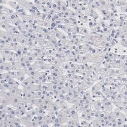 Invitrogen GPR143 Polyclonal Antibody 100 &mu;L; Unconjugated:Antibodies,