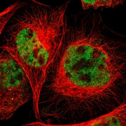 Invitrogen RGAG4 Polyclonal Antibody 100 &mu;L; Unconjugated:Antibodies,