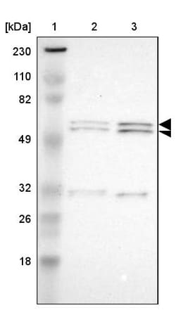 Invitrogen RGAG4 Polyclonal Antibody 100 &mu;L; Unconjugated:Antibodies,