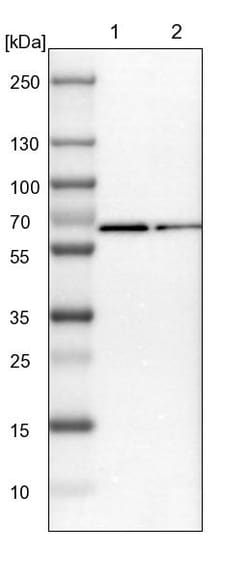 Invitrogen RGAG4 Polyclonal Antibody 100 &mu;L; Unconjugated:Antibodies,