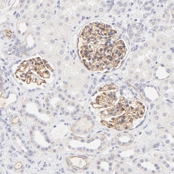 Invitrogen NPNT Polyclonal Antibody 100 &mu;L; Unconjugated:Antibodies,
