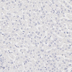 Invitrogen NPNT Polyclonal Antibody 100 &mu;L; Unconjugated:Antibodies,