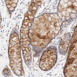 Invitrogen NPNT Polyclonal Antibody 100 &mu;L; Unconjugated:Antibodies,