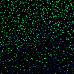 Invitrogen ZNF3 Polyclonal Antibody 100 &mu;L; Unconjugated:Antibodies,