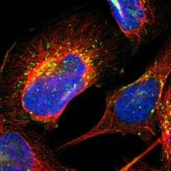 Invitrogen RRAGA/RRAGB Polyclonal Antibody 100 &mu;L; Unconjugated:Antibodies,