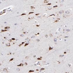 Invitrogen RRAGA/RRAGB Polyclonal Antibody 100 &mu;L; Unconjugated:Antibodies,