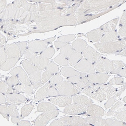 Invitrogen WIPF1 Polyclonal Antibody 100 &mu;L; Unconjugated:Antibodies,