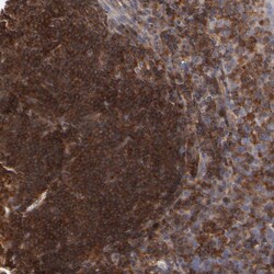 Invitrogen WIPF1 Polyclonal Antibody 100 &mu;L; Unconjugated:Antibodies,